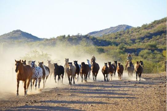 Rancho De Los Caballeros Wickenburg Luaran gambar